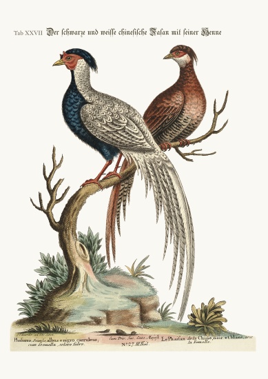 The black and white Chinese Cock Pheasant with its Hen à George Edwards