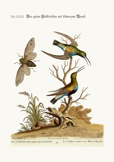 The black-bellied green Hummingbird à George Edwards