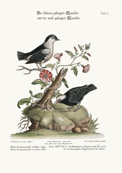 The Black-capped Manakin, and the White-capped Manakin à George Edwards