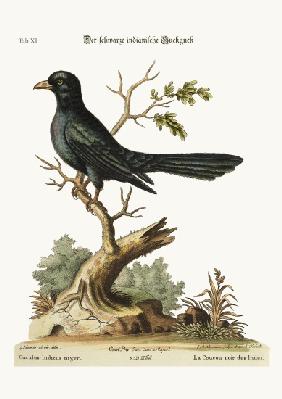 The black Indian Cuckow