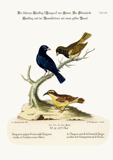 The Black Linnet, the Olive-coloured Linnet, and the Yellow-bellied Creeper à George Edwards