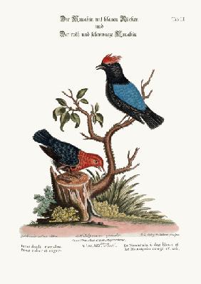 The Blue-backed Manakin, and the Red and Black Manakin