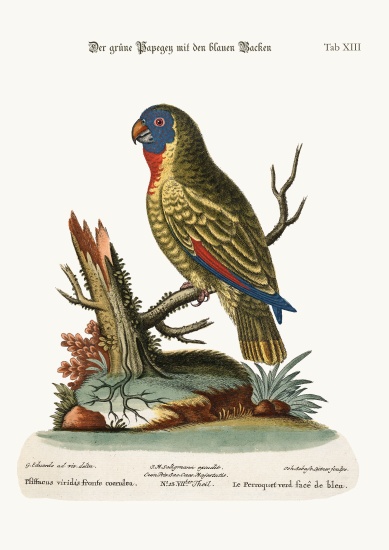 The Blue-faced Green Parrot à George Edwards