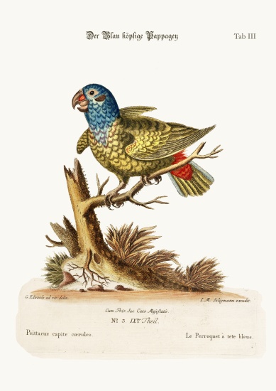 The Blue-headed Parrot à George Edwards