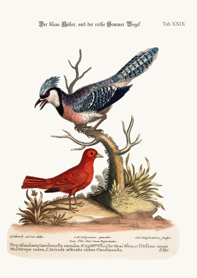 The Blue Jay, and the Summer Red-Bird à George Edwards
