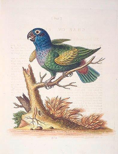 The Blueheaded Parrot. / Le Perroquet bleue à George Edwards