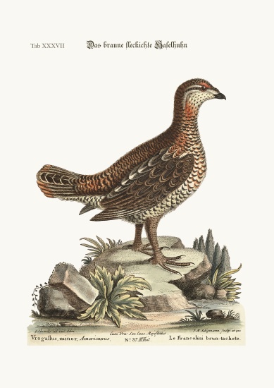 The brown and spotted Heathcock à George Edwards