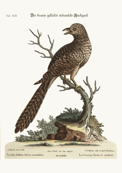 The brown and spotted Indian Cuckow à George Edwards