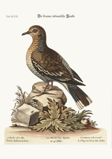 The brown Indian Dove à George Edwards