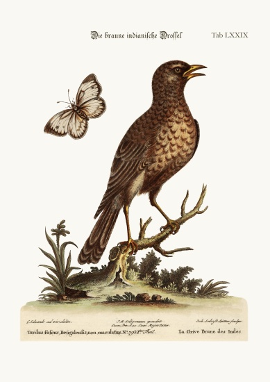 The Brown Indian Thrush à George Edwards
