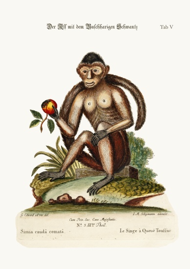 The Bush-tailed Monkey à George Edwards