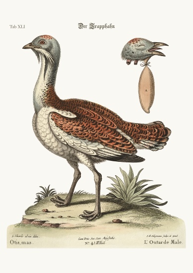 The Bustard Cock à George Edwards