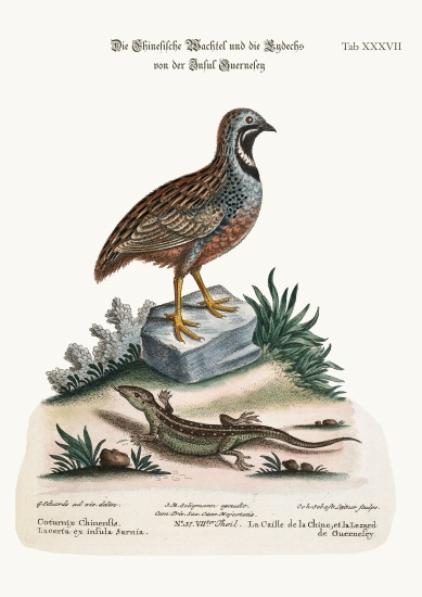 The Chinese Quail and the Guernsey Lizard à George Edwards