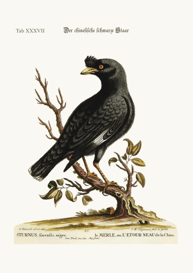 The chinese Starling or Black-Bird à George Edwards
