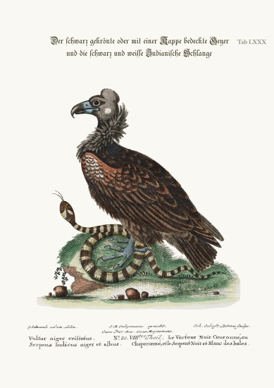 The Crested or Coped Black Vulture, and the Black and White Indian Snake à George Edwards