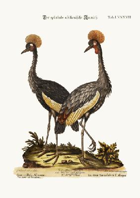 The crowned African Crane