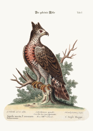 The Crowned Eagle à George Edwards