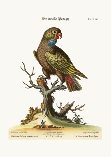 The Dusky Parrot à George Edwards