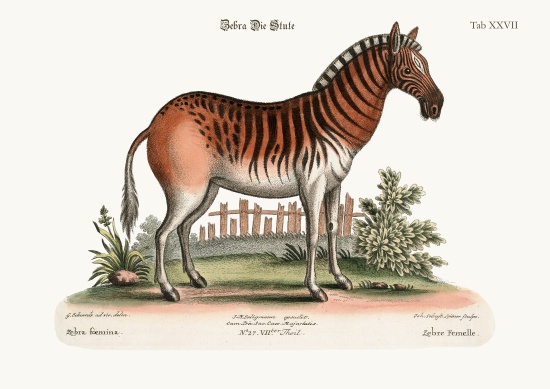 The Female Zebra à George Edwards