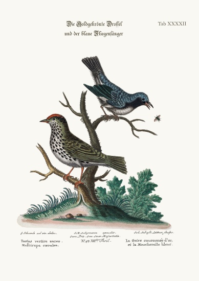 The Golden-crowned Thrush and the Blue Flycatcher à George Edwards