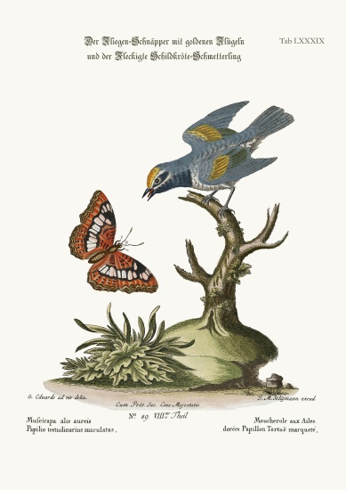 The Golden-winged Flycatcher, and the Spotted Tortoise Butterfly à George Edwards