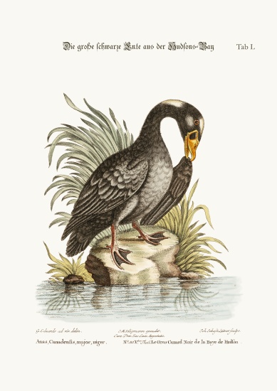 The Great Black Duck from Hudson's Bay à George Edwards