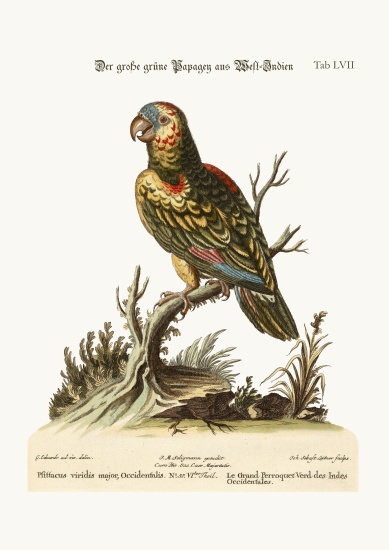 The Great Green Parrot, from the West-Indies à George Edwards