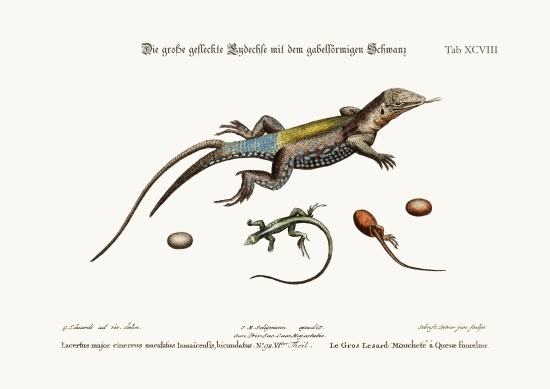 The Great Spotted Lizard with a forked Tail à George Edwards