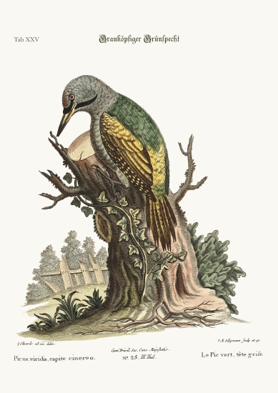 The grey-headed green Woodpecker à George Edwards