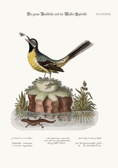 The Grey Water-Wagtail, and the Water Lizard à George Edwards