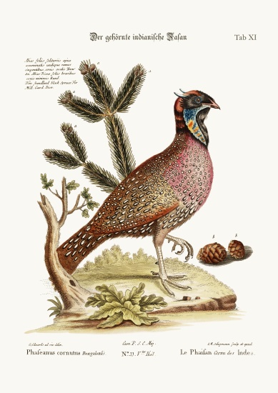 The horned Indian Pheasant à George Edwards