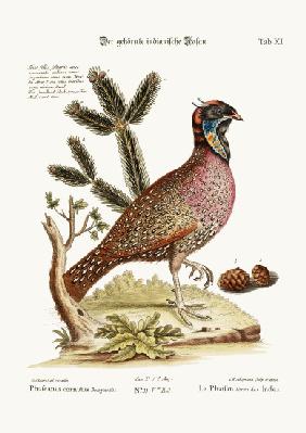 The horned Indian Pheasant