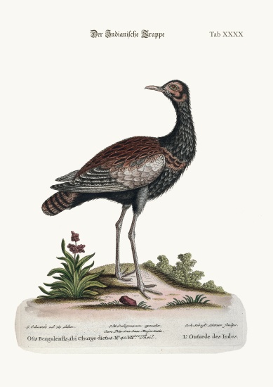 The Indian Bustard à George Edwards