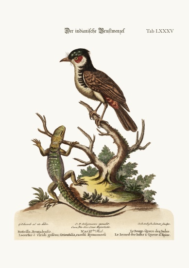 The Indian Redstart. The Thorn-tailed Indian Lizard à George Edwards
