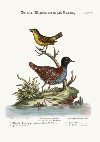 The Least Water-Hen, and the Yellow Wren à George Edwards