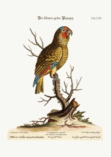 The Lesser Green Parrot à George Edwards
