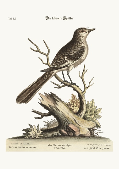 The lesser Mock-Bird à George Edwards