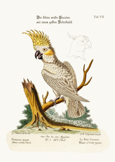 The Lesser White Cockatoo with a Yellow Crest à George Edwards