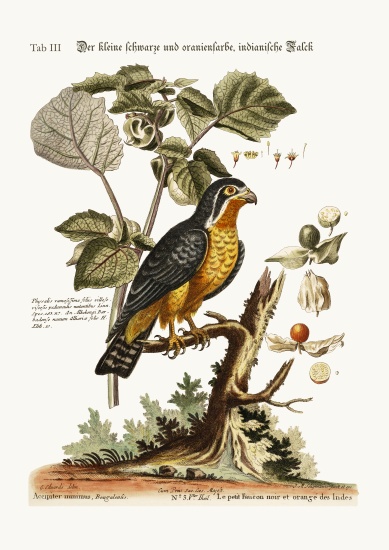 The little Black and Orange-coloured Indian Hawk à George Edwards