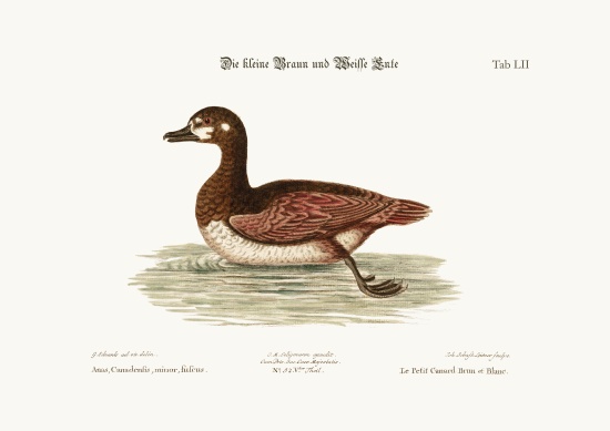 The little Brown and White Duck à George Edwards