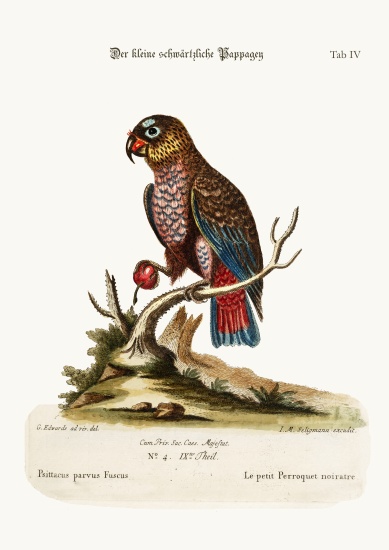 The Little Dusky Parrot à George Edwards