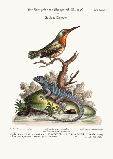 The little Green and Orange-coloured King-Fisher and the Blue Lizard à George Edwards