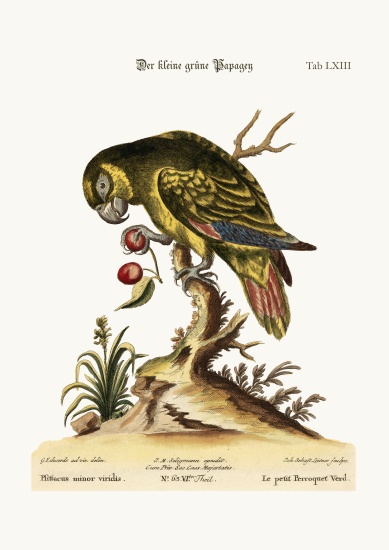 The Little Green Parrot à George Edwards