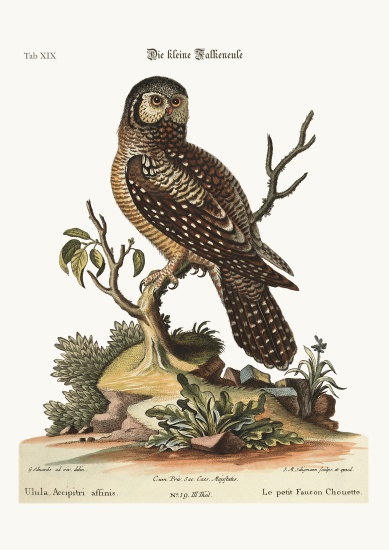 The little Hawk Owl à George Edwards