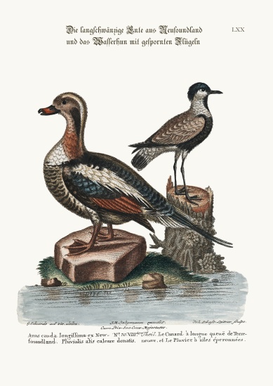 The Long-tailed Duck from Newfoundland, and the Spur-winged Plover à George Edwards