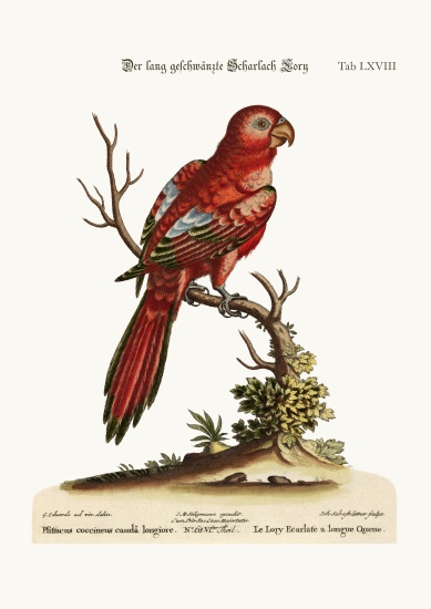 The Long-tailed Scarlet Lory à George Edwards