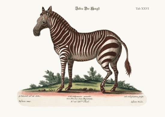 The Male Zebra à George Edwards