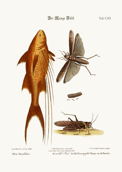 The Mango-Fish. The Great Brown Locust à George Edwards