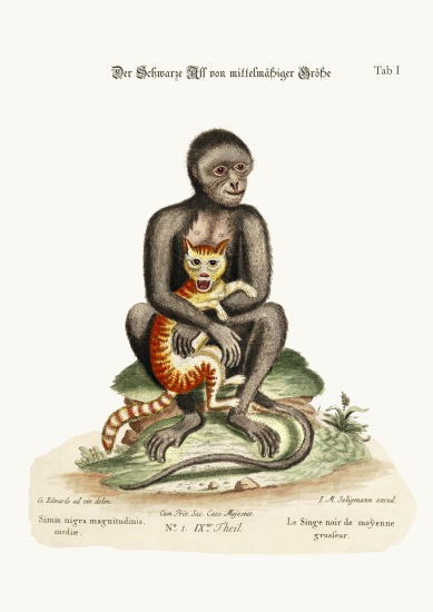 The Middle-sized Black Monkey à George Edwards