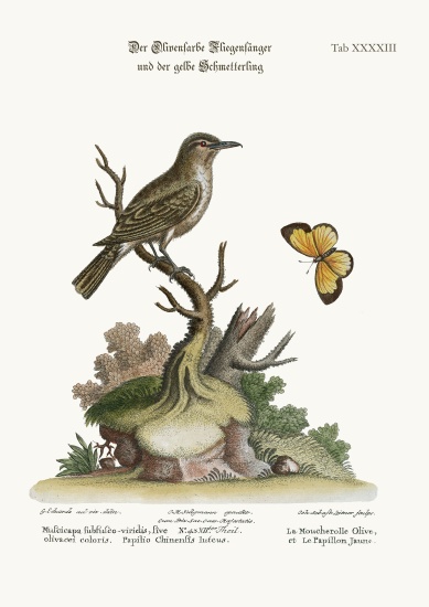 The Olive-coloured Flycatcher and the Yellow Butterfly à George Edwards